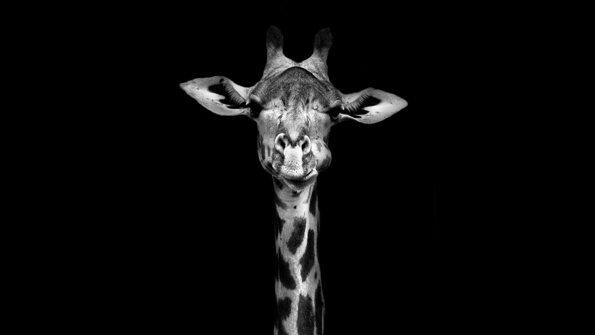 De Giraffe schilderij