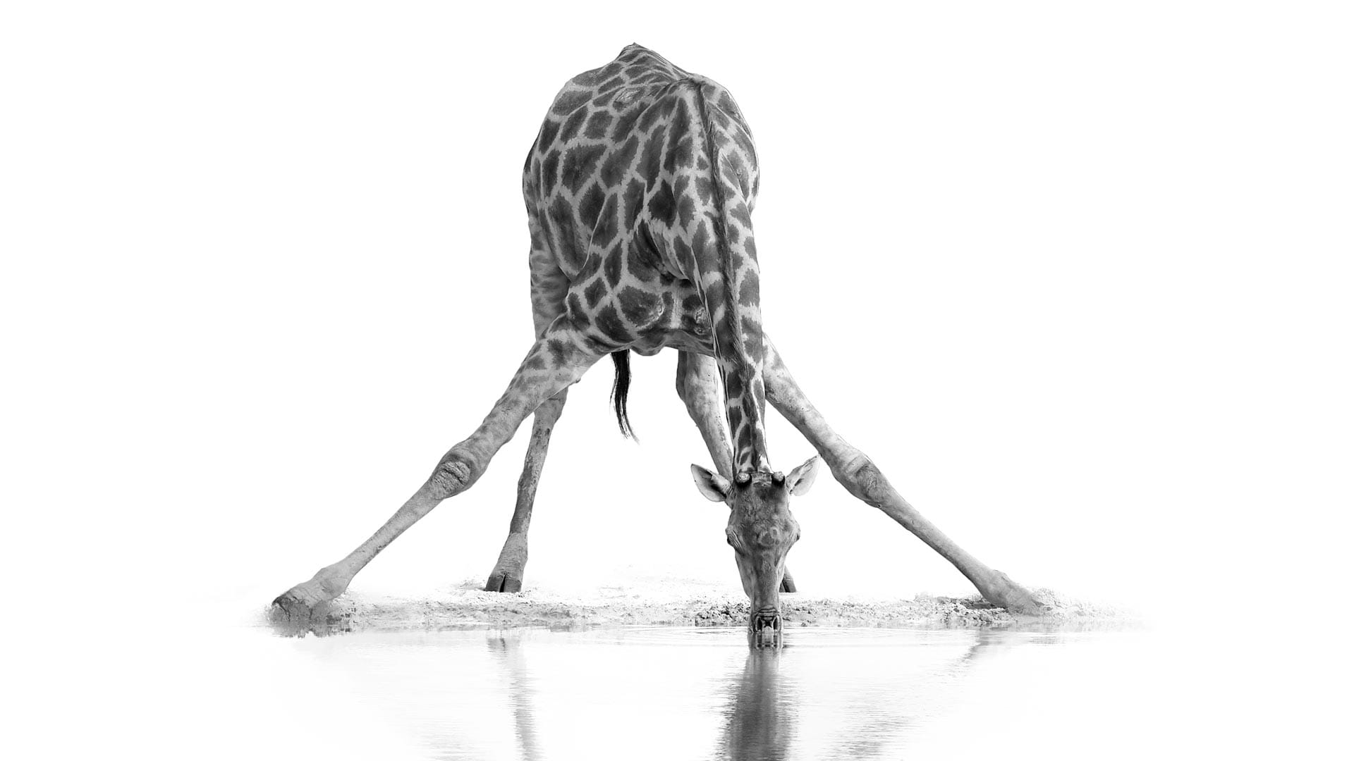 Drinkende Giraffe schilderij