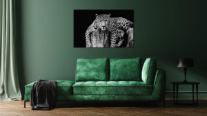 Luipaard Liggend schilderij