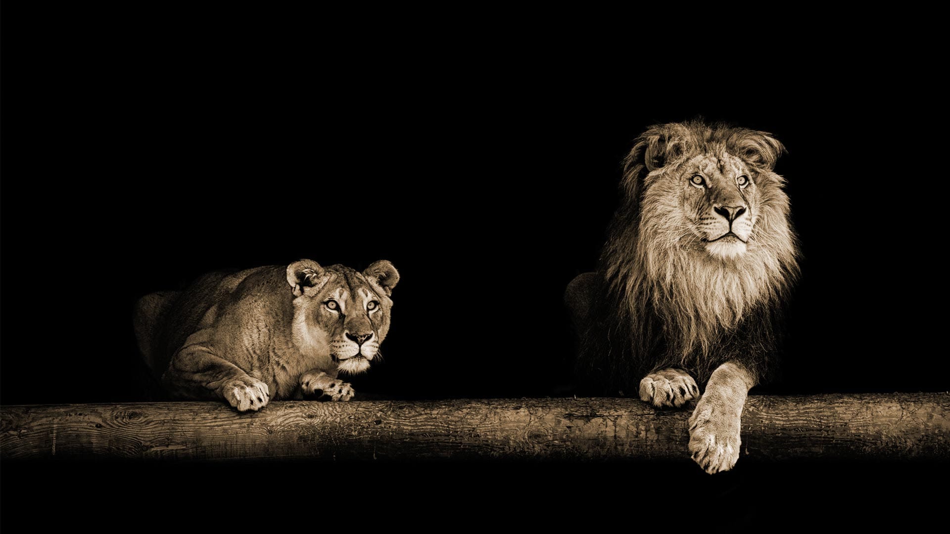 Twee Leeuwen schilderij