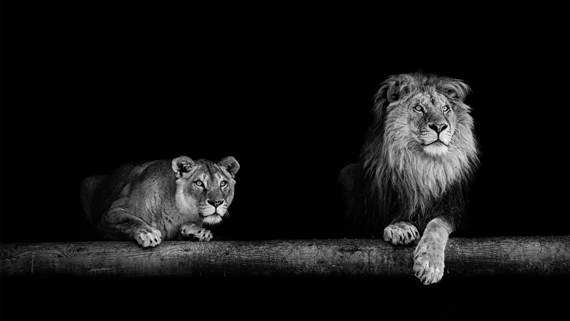 Twee Leeuwen schilderij