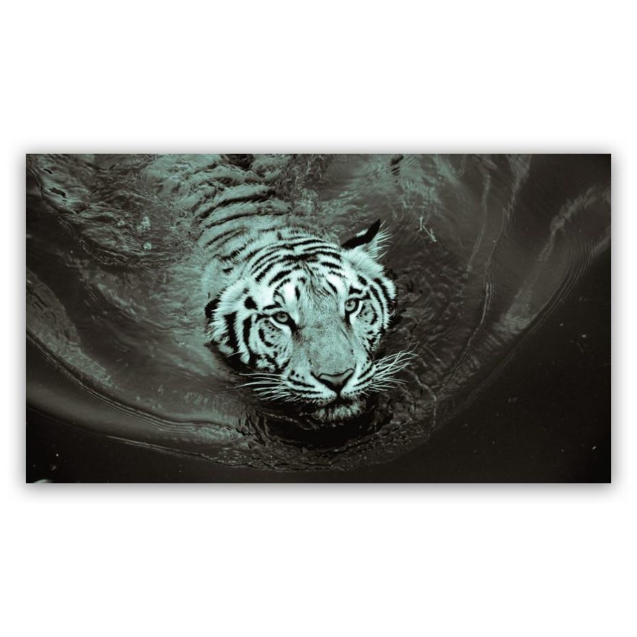 White Tiger 4 schilderij