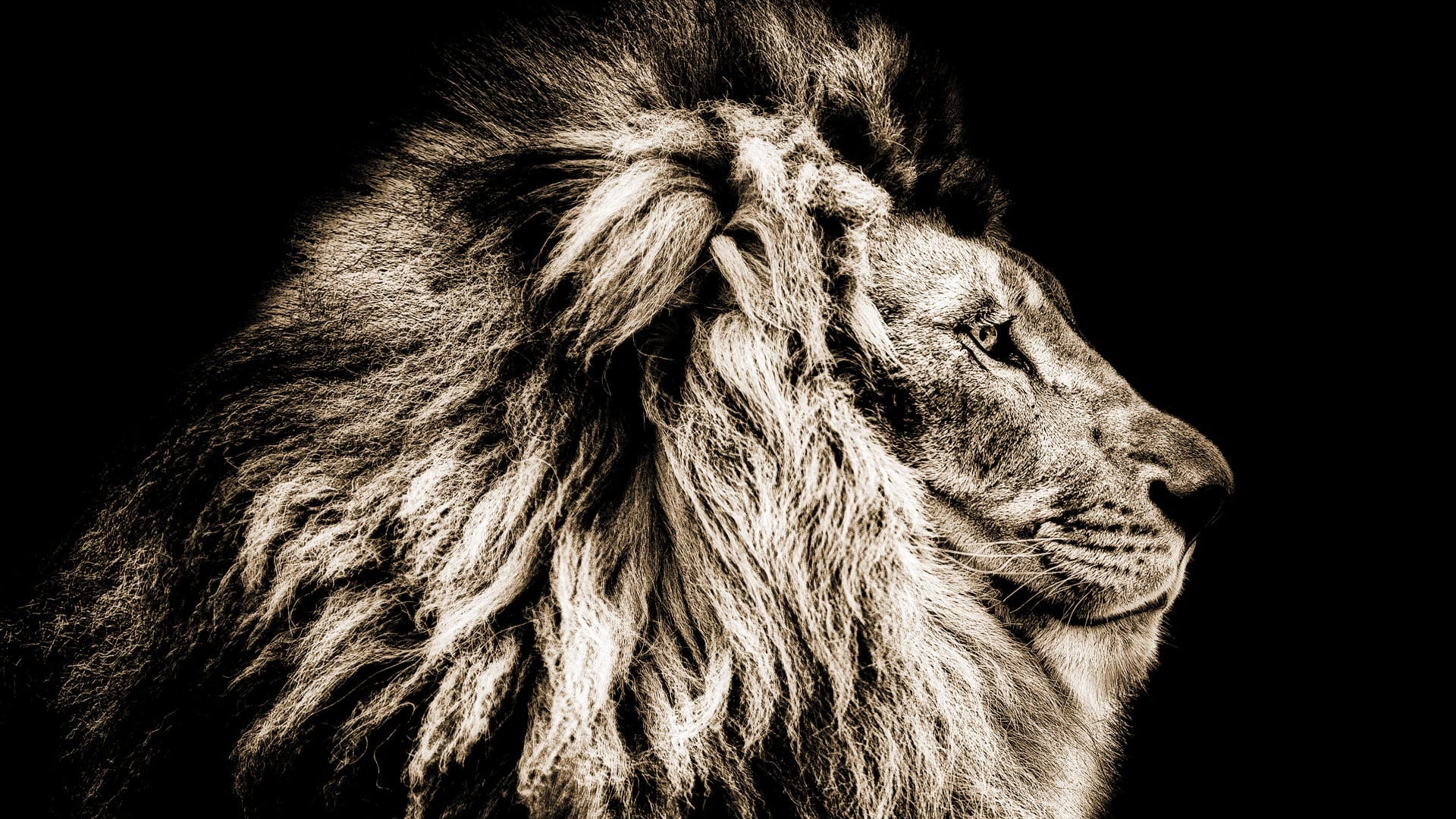 Zwart Wit Leeuw schilderij