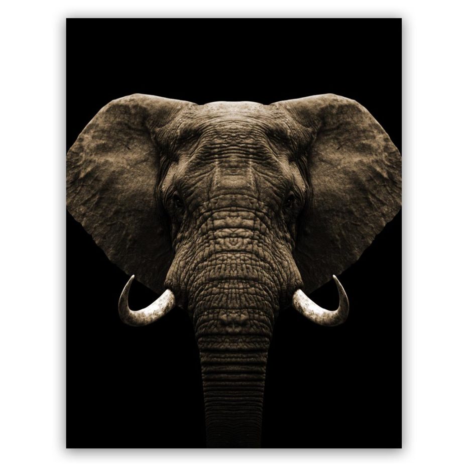 zwart wit olifant sepia