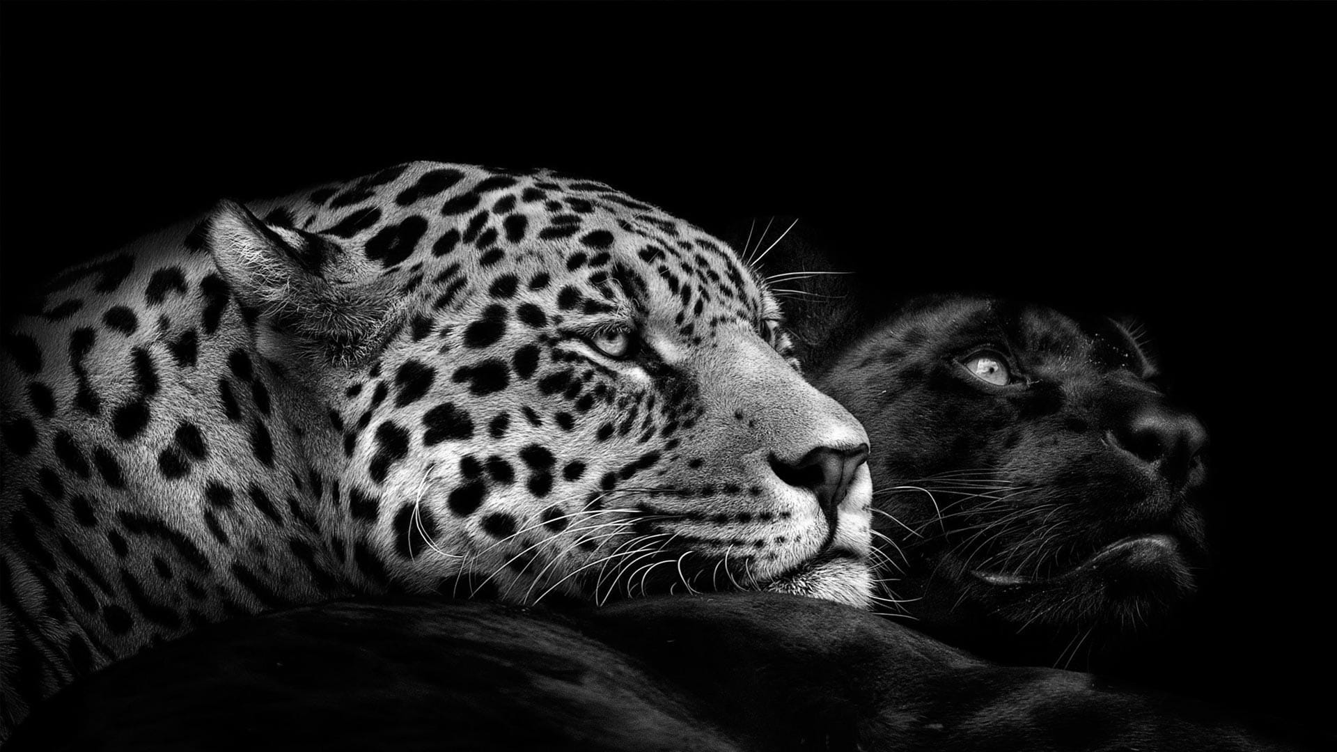 Twee panters schilderij