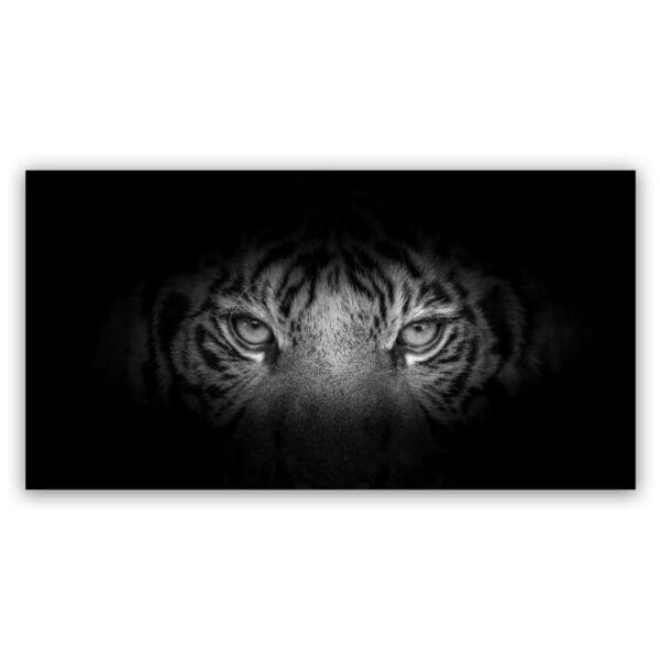tiger-in-black-zw