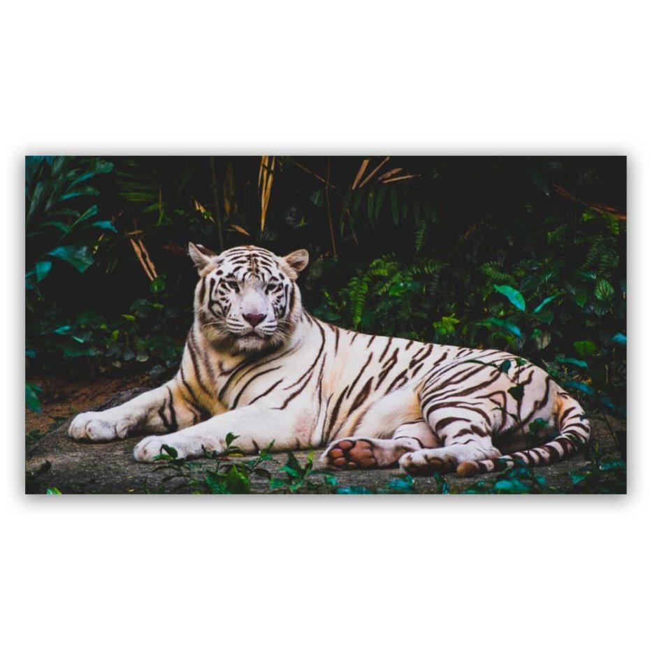 white tiger schilderij