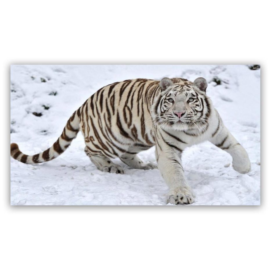 white tiger 2 schilderij