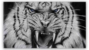 white tiger 3 schilderij