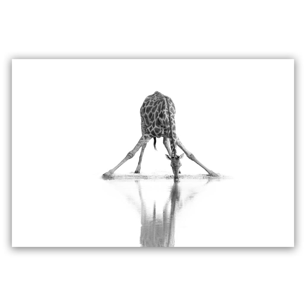 drinkende giraffe schilderij popartschilderijen