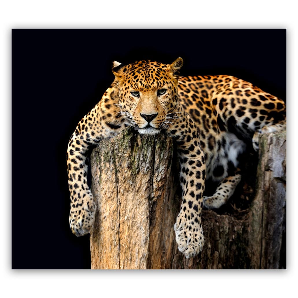 Luipaard liggend schilderij